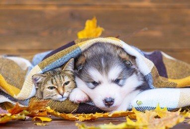 Alaskan Klee Kai con un gatto