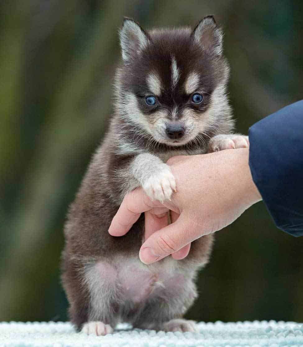 Alaskan klee kai cucciolo