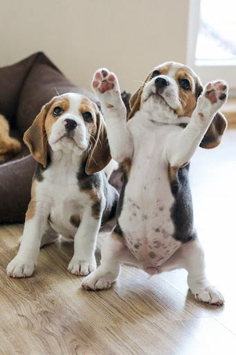 Beagle