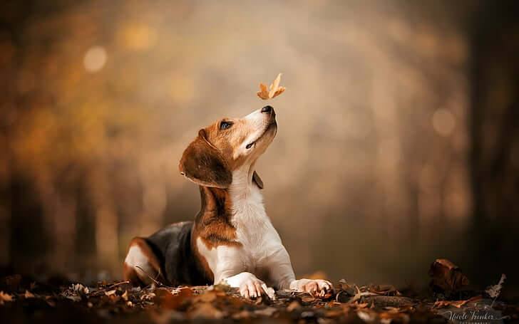 beagle