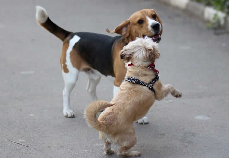 Caratteristiche e temperamento del cane Beagle
