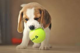 Personalità del cane Beagle