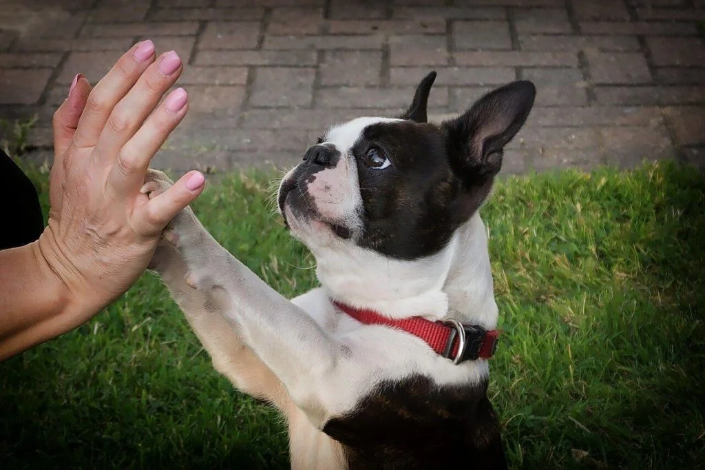 Caratteristiche e temperamento del Boston Terrier