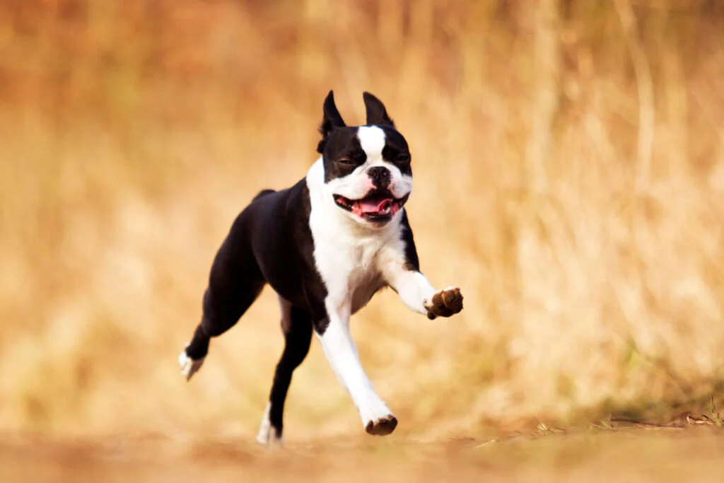 Boston Terrier in umore allegro