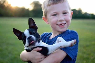 Boston Terrier con bambino