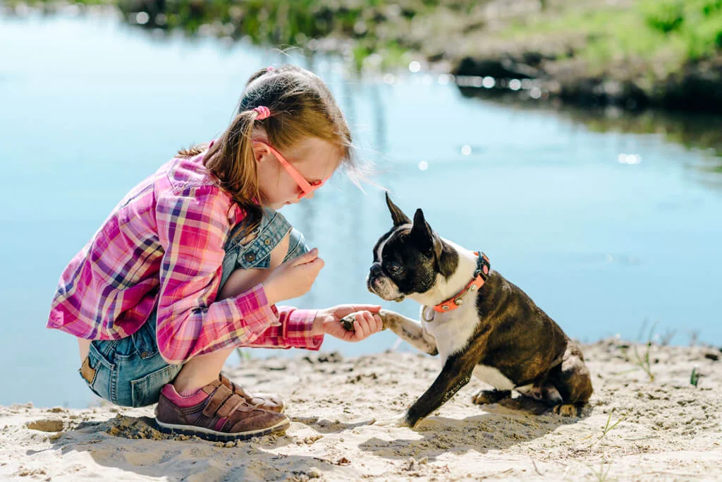 Boston Terrier con bambino