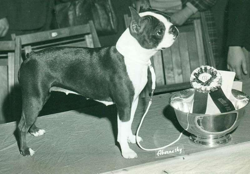 Boston Terrier storia