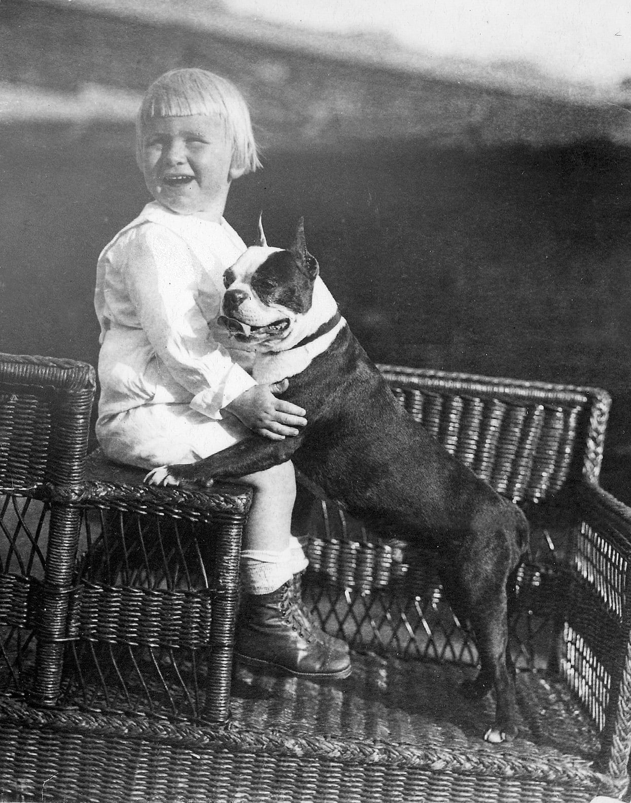 Boston Terrier storia