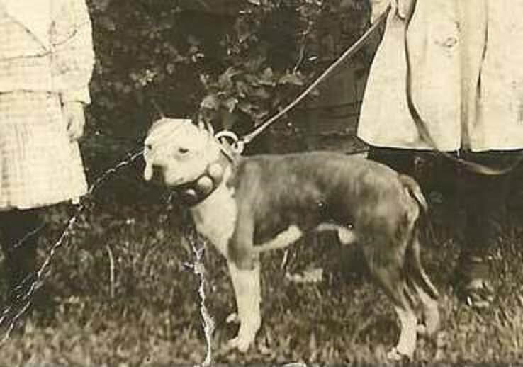 Storia e origine del cane Boston Terrier