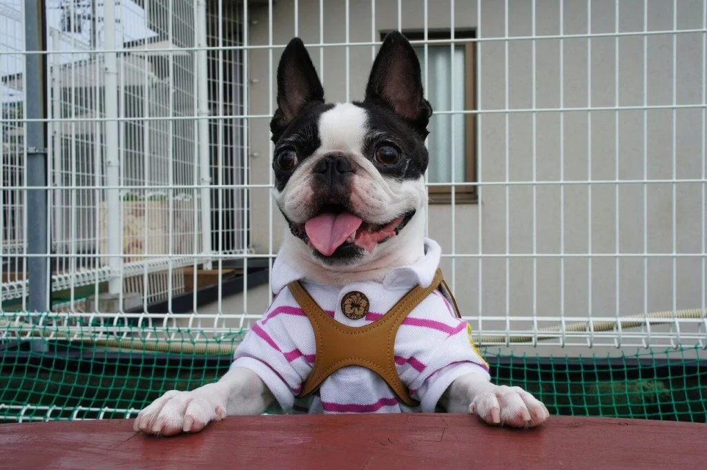 Boston Terrier - Tutto su questo simpatico cane Non-Sportivo