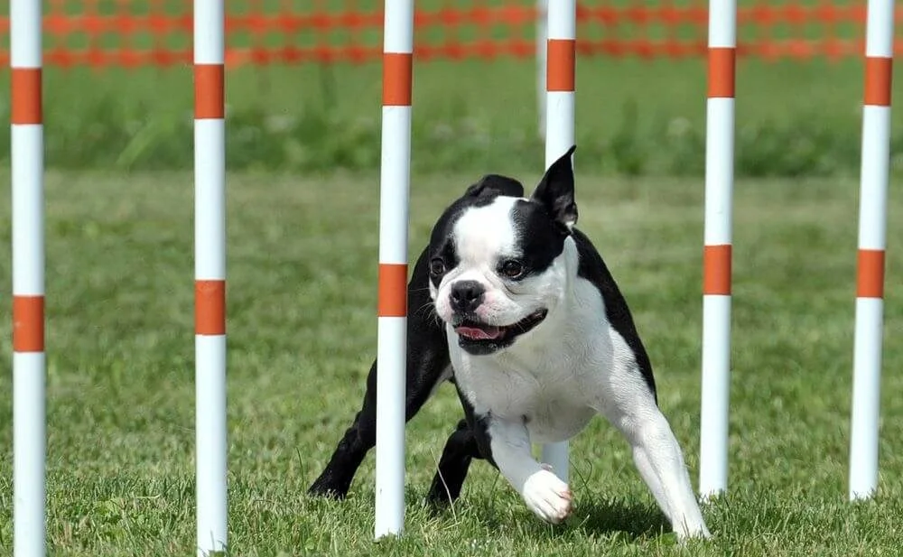 Boston Terrier che gioca