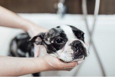 Toelettatura del Boston Terrier
