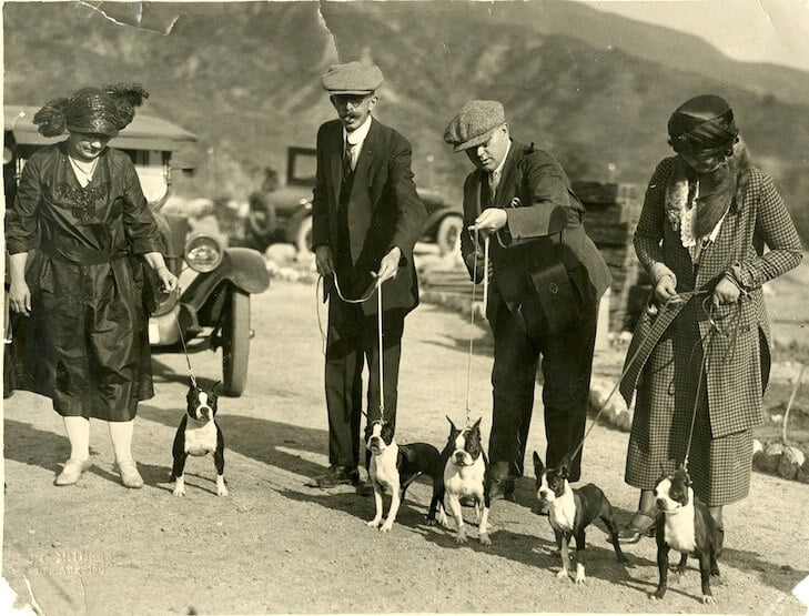 Boston terrier history