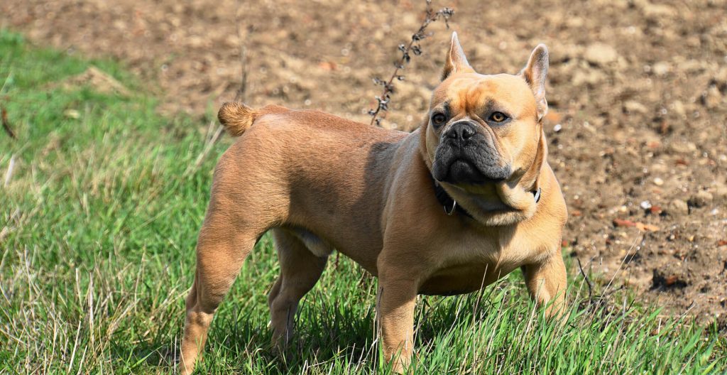 Bulldog francese
