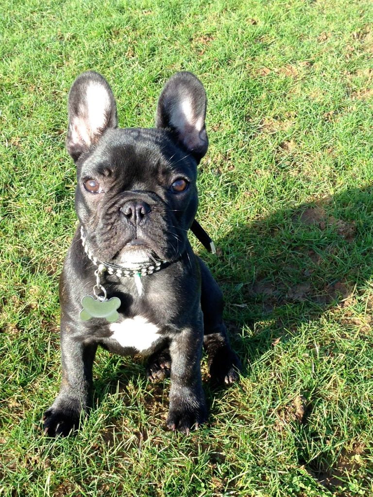Bulldog-Francese