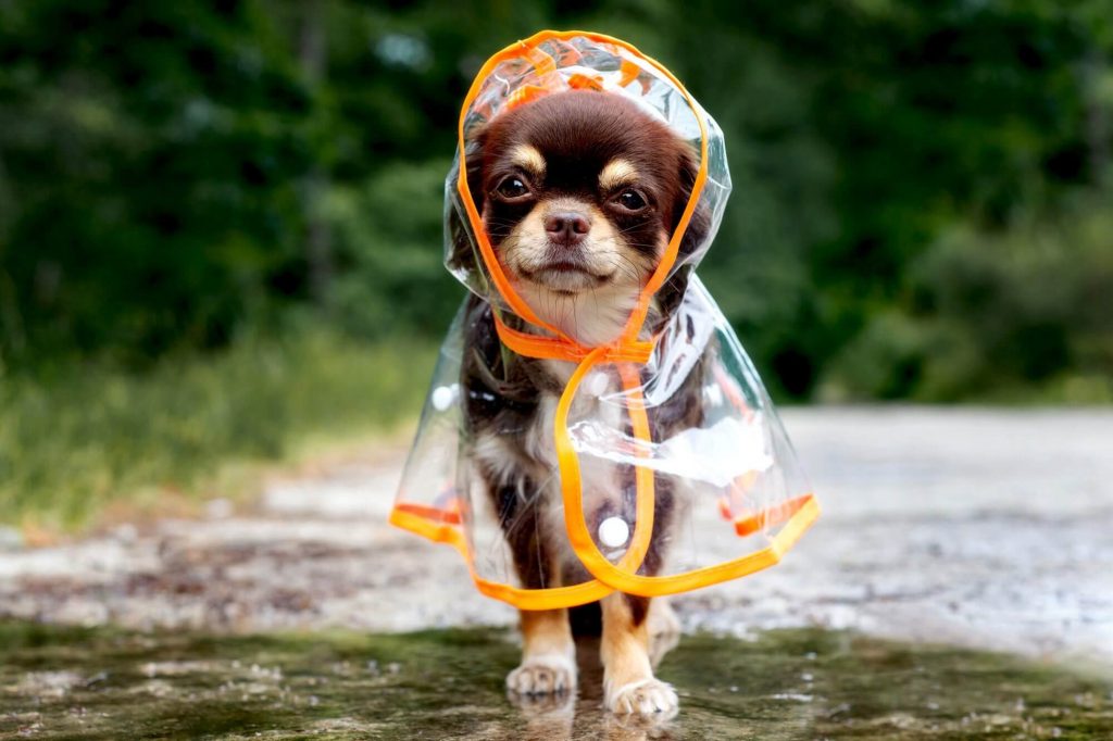 Chihuahua – la razza di cane lunatico