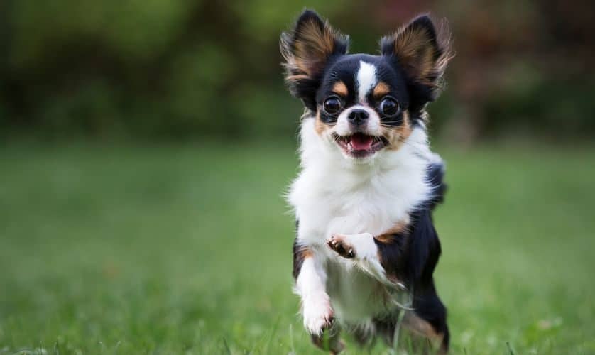 Chihuahua- Features, characteristics and temperament