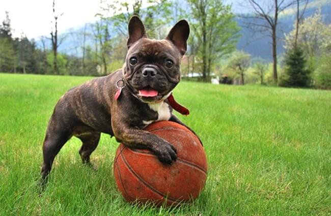 Bulldog Francese