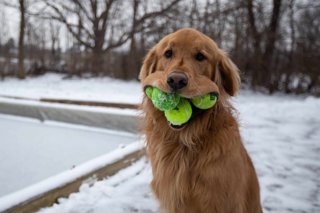 Caratteristiche, caratteristiche e temperamento del Golden Retriever