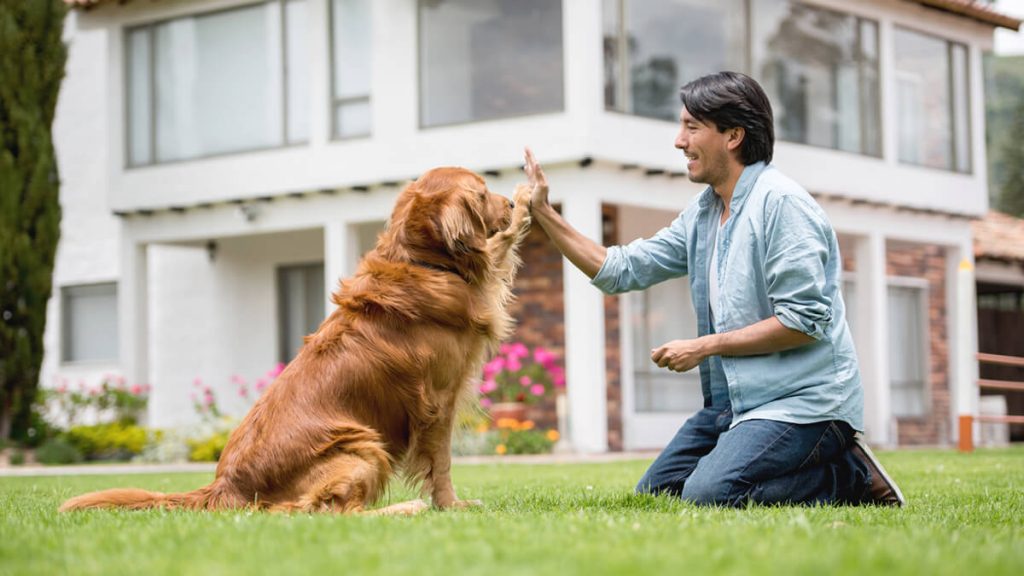 Caratteristiche, caratteristiche e temperamento del Golden Retriever