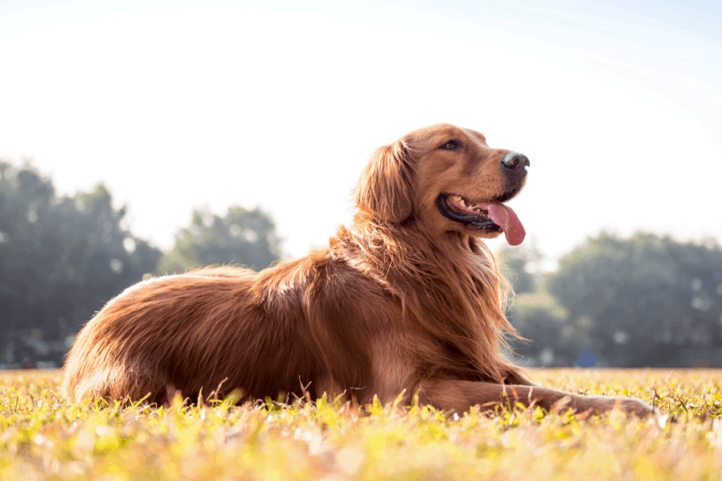 Golden Retriever