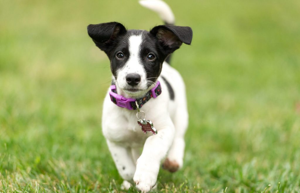 Jack Russell Terrier
