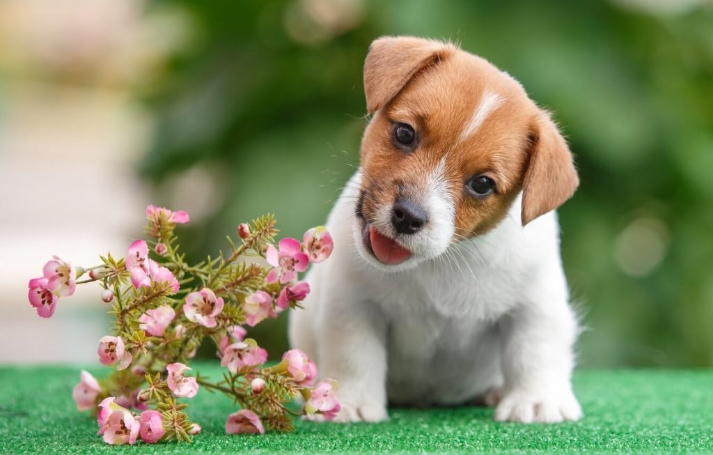 Jack Russell Terrier