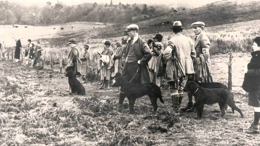 Storia del labrador