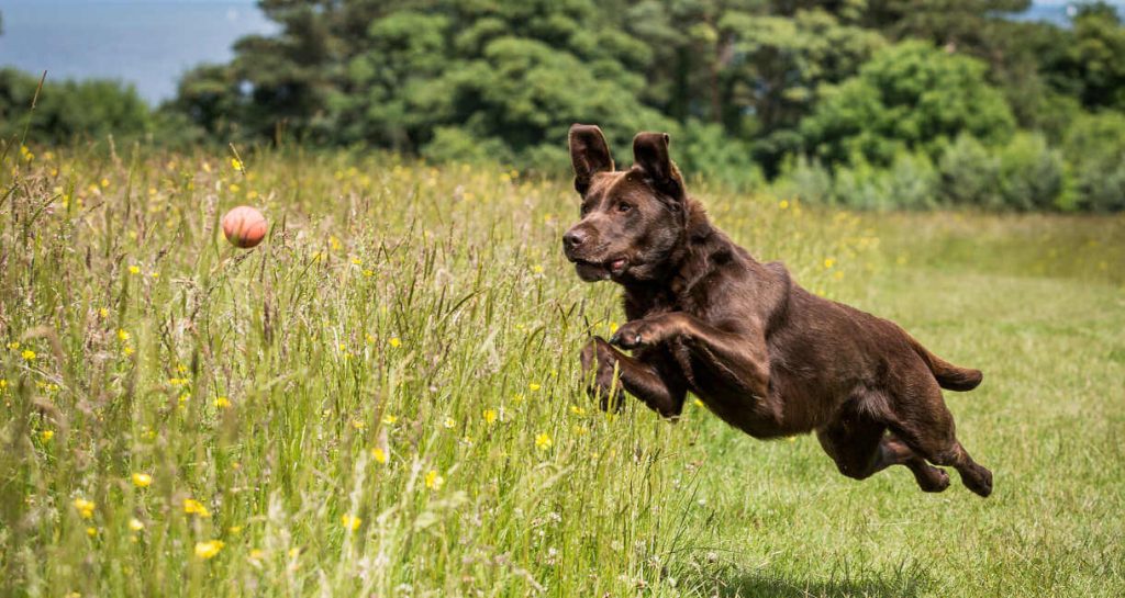 Formazione per labrador