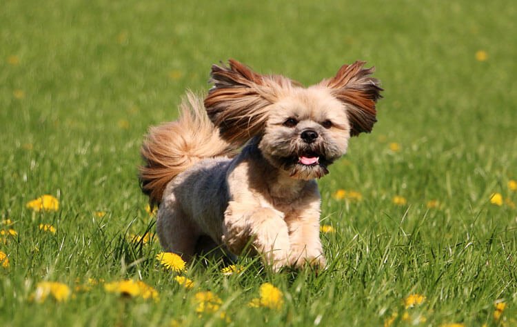 Lhasa Apso