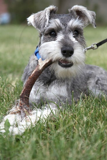 Schnauzer Nano