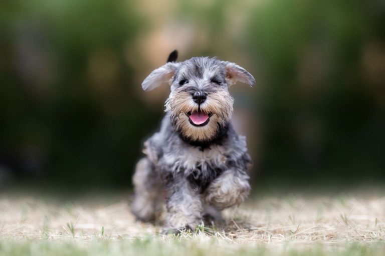 Schnauzer Nano