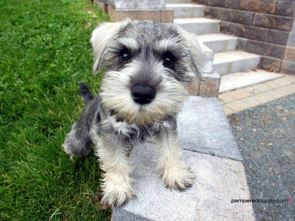 Schnauzer Nano
