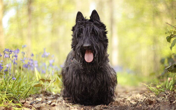 Terrier scozzese