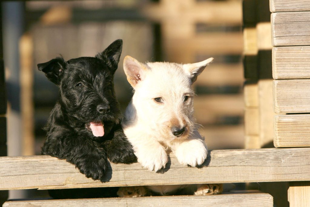 Terrier scozzese