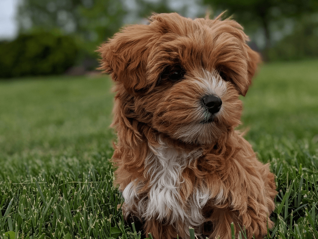 Yorkipoo