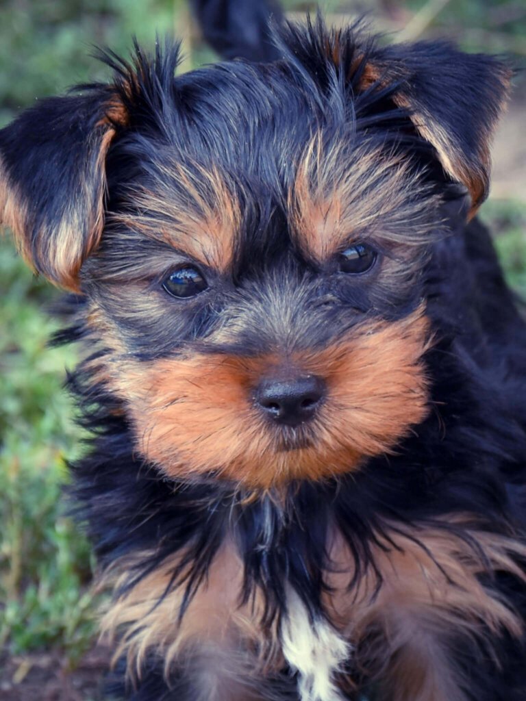 Yorkipoo