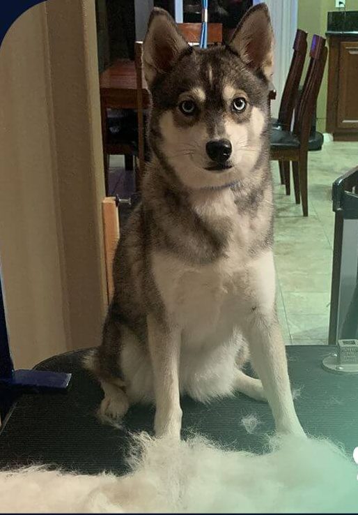 alaskan-klee-kai-cane