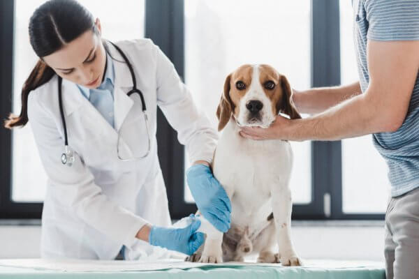Mantenere in salute i cani Beagle
