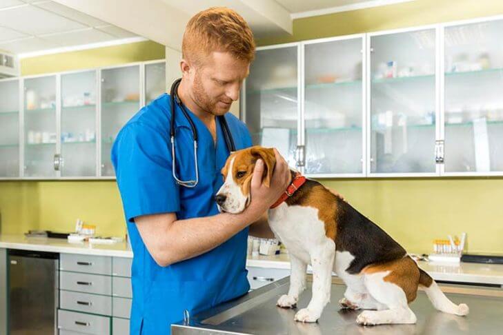 Mantenere in salute i cani Beagle