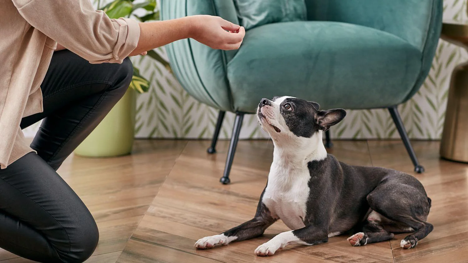 Boston Terrier Formazione
