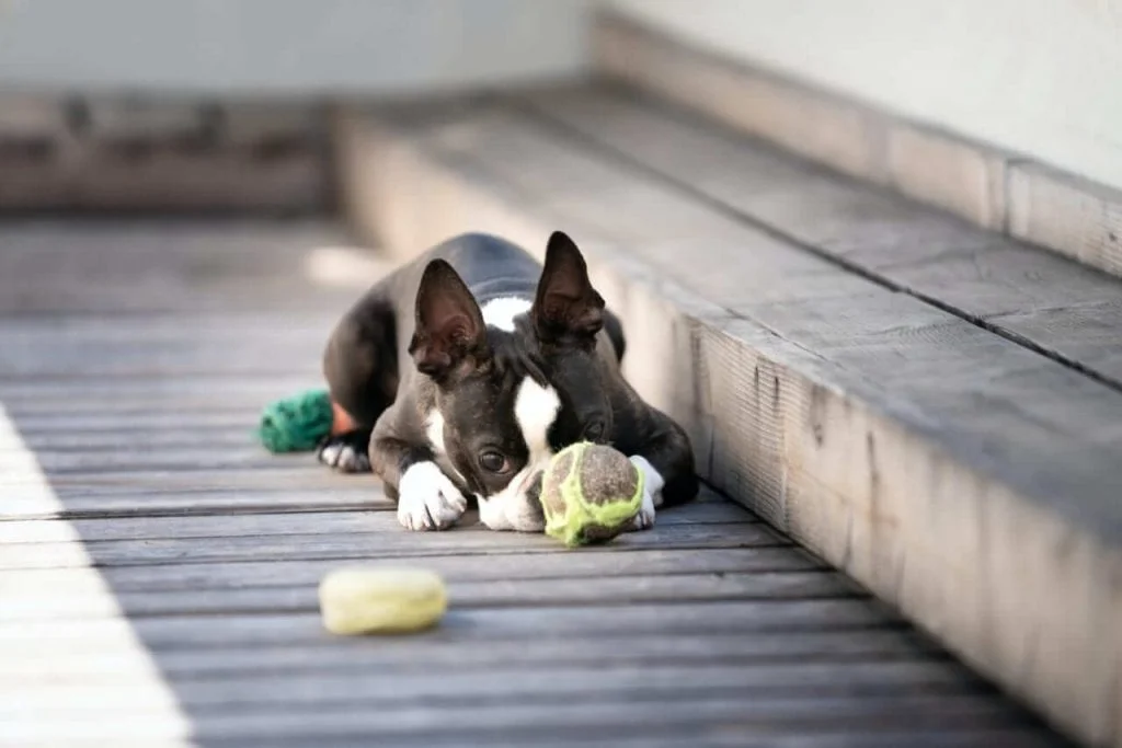 Boston Terrier Personalità
