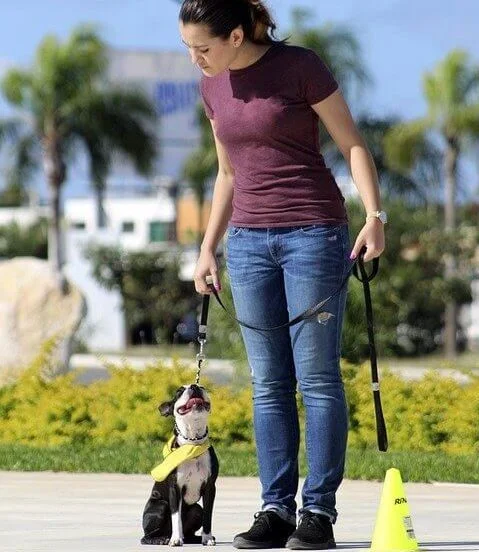 Boston Terrier Formazione