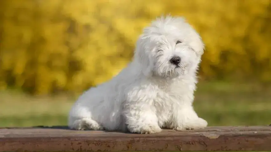 Coton de Tulear