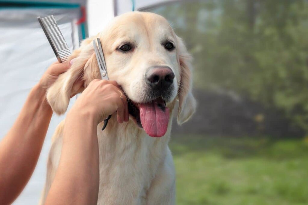Toelettatura di Golden Retriever