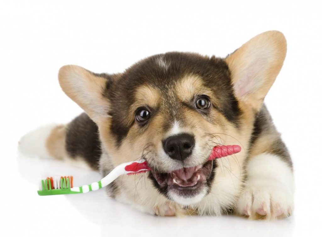 spazzolino da denti per cani