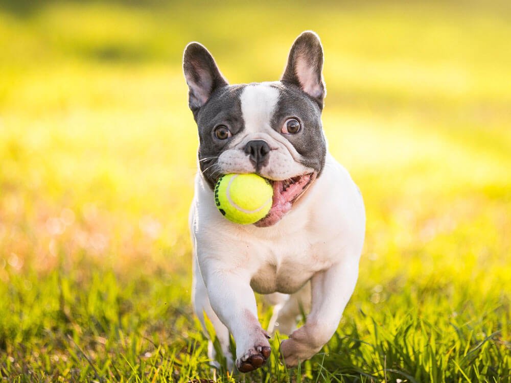 Bulldog Francese
