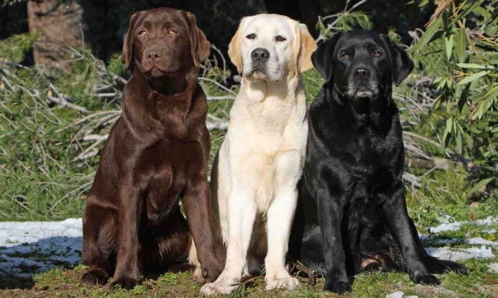 Personalità del labrador
