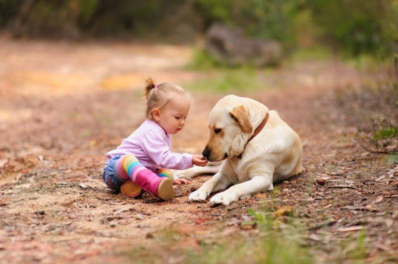 Comportamento dei cani labrador intorno ai bambini e ad altri animali domestici