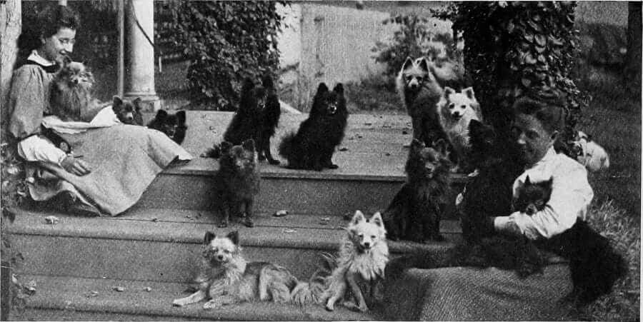 Pomerania Storia